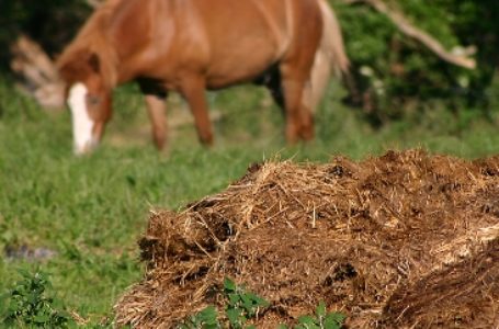 Horse manure-fuelled AD plant planned for Matheran