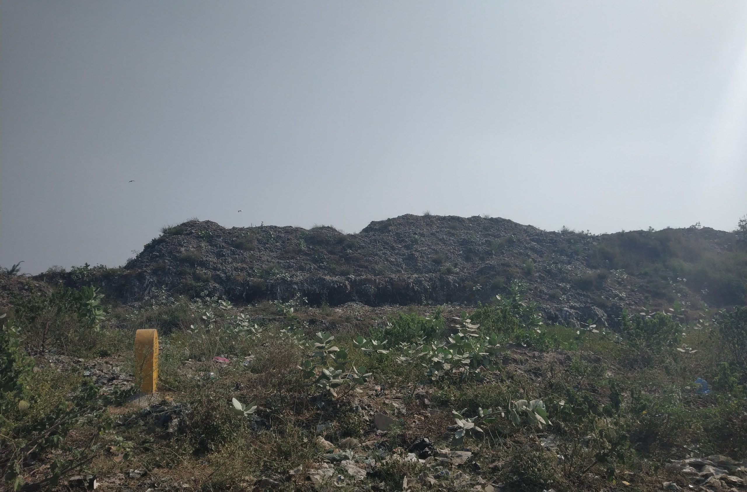 ‘Leachate spillage from Bandhwari landfill impacting wildlife in Aravallis’