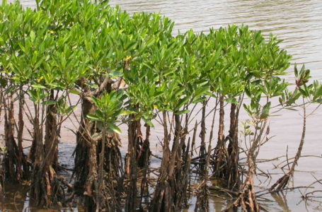 Leachate from Kanjurmarg dumpyard killing fish in mangrove
