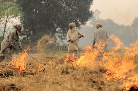 Haryana to introduce a policy to reduce crop residue burning